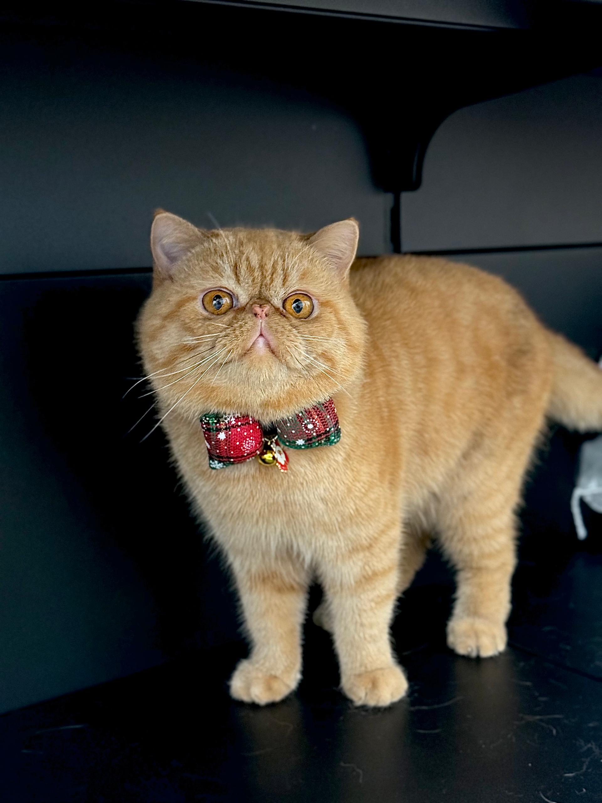 Neko Kokoro Vale of Aurora Bloom